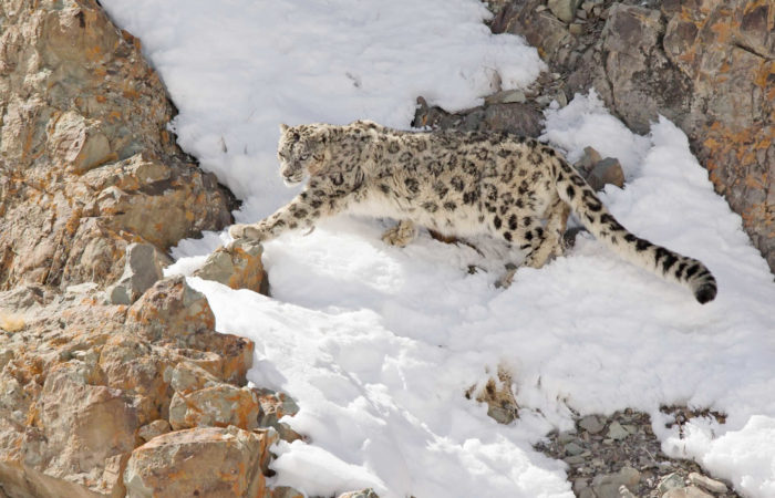 rumbak snow leopard