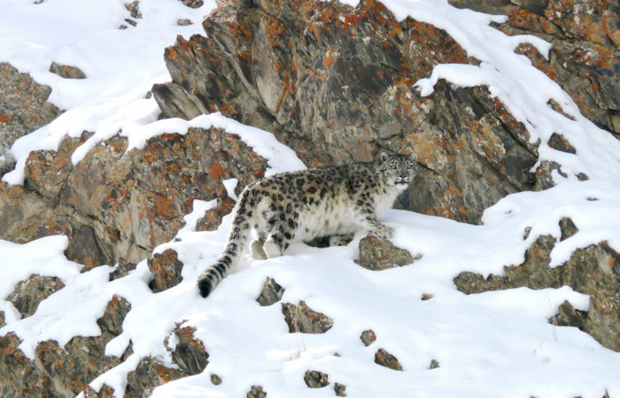 ulle snow leopard